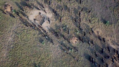 Unique wildlife scene from Uganda, Africa. Herd of Water Buffalos wandering - aerial look down tracking