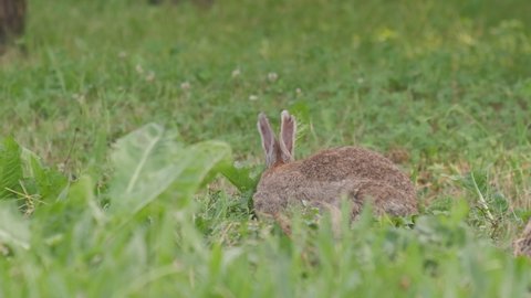Oryctolagus cuniculus Wild European Rabbit eating grass in nature, bunny in green meadow