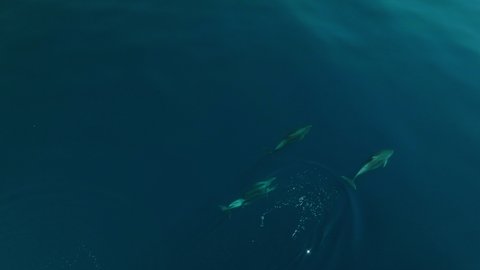 Dolphins Swimming Under Blue Waters Of The Adriatic Sea In Veli Lošinj, Croatia. Aerial Shot