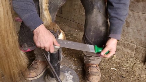 Farrier using large file to correct and smoothen horse hoof, close up view