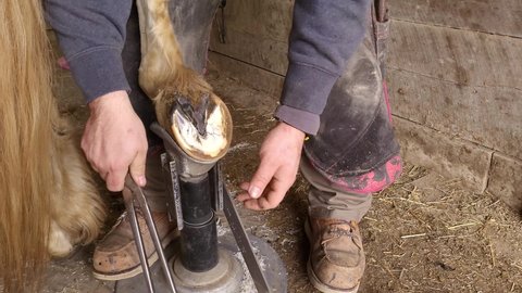 Farrier using cutting pliers to trim horse hoof, close up view