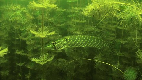 Northern pike (Esox lucius) swims between the plants in the lake, Estonia.
