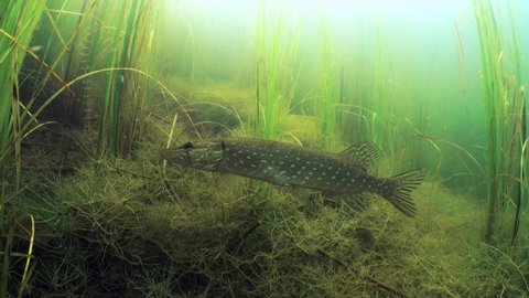 Northern pike (Esox lucius) holding perfectly still at the bottom of clear-watered lake.