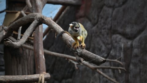 Baby common squirrel monkey also known as Saimiri sciureus peeing in a tree. 4K UHD video