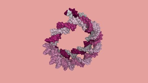 DNA concept for beauty and cosmetics products. Scientifically accurate 3D rendering of rotating DNA double helix molecule.
