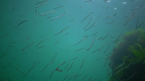 Mediterranean sand eel (Gymnammodytes cicerelus), large flock of small fish above the seabed in the Black Sea, Ukraine