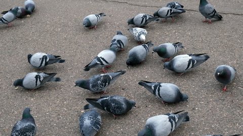 City blue pigeons peck bread crumbs on a city street. The concept of birds feeding pigeons. Doves