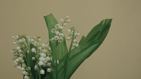Close up footage of bouquet of white bell flowers that swirls on a beige background. Cute spring lily of the valley composition.