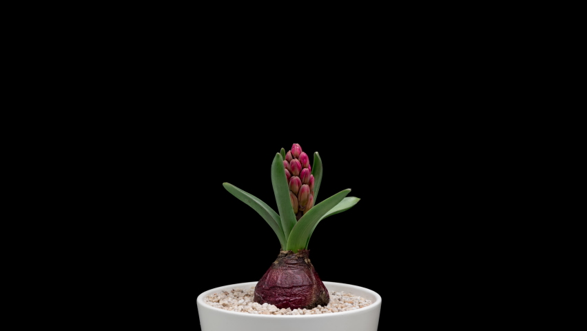 4K Time Lapse of blooming red Hyacinth. Timelapse of growing and opening beautiful flowers isolated on black background. Time-lapse rotating plant in flower pot. Royalty-Free Stock Footage #1089636805