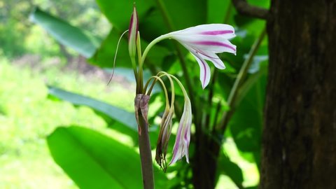 Amaryllis lily (Also called bunga bakung) in nature