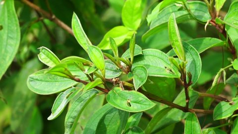 Melastoma candidum (Also called Senggani, senduduk, cengkodok, Melastoma septemnervium) in nature. This plant is erect shrubs or small trees up to 5 m tall