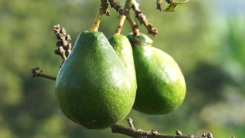 Green young avocado (Persea americana, avocado pear, alligator pear) in the nature background