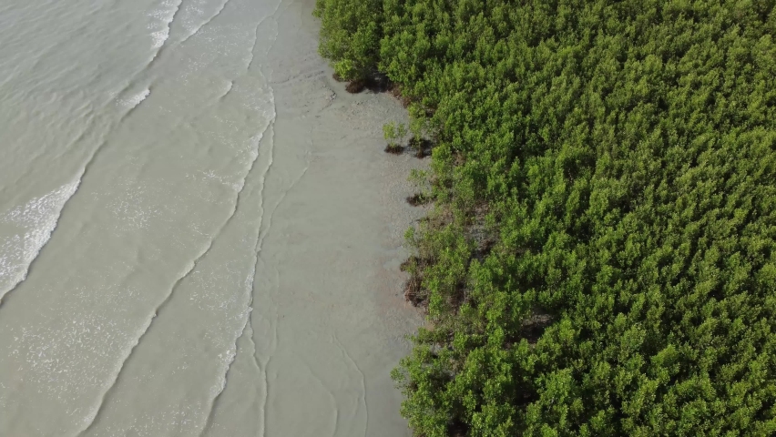 Drone view look down green mangrove forest