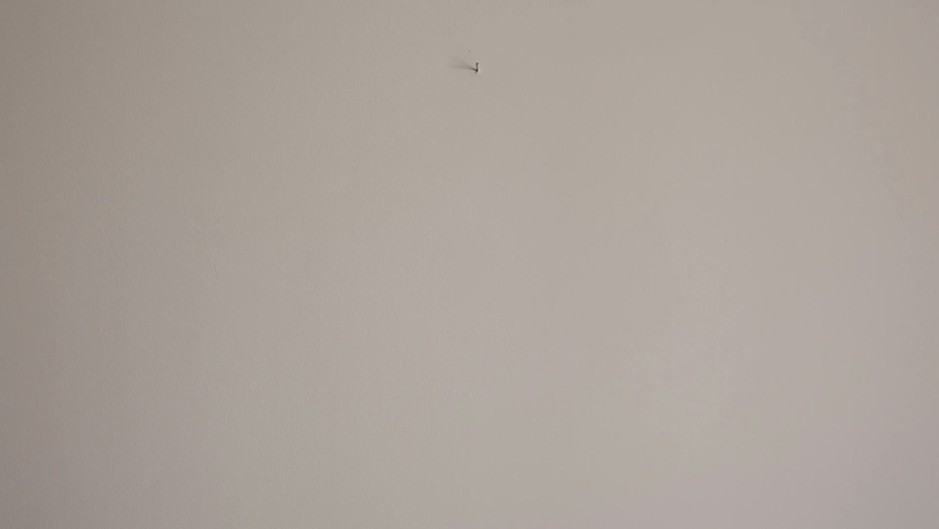 Red Slate Pencil Urchin - Heterocentrotus mammillatus.Dried sea urchin in a frame on the wall.
