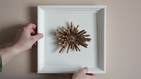 Red Slate Pencil Urchin - Heterocentrotus mammillatus.Dried sea urchin in a frame on the wall.

