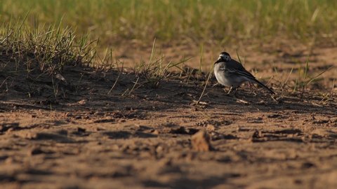 Pied wagtail is looking for food on the sandy coast. Motacilla alba