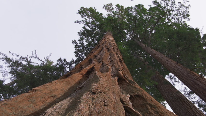 Camera moves around the huge trunks of ancient redwoods. Bottom up view, 6K shot on RED camera. Redwood low angle view on cloudy day in Sequoia National park, California United States