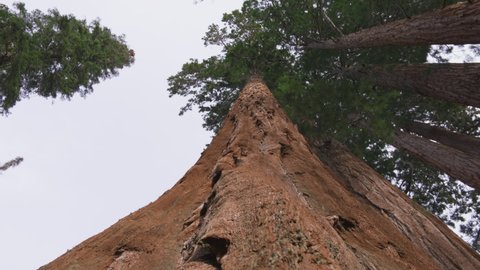Camera moves around the huge trunks of ancient redwoods. Bottom up view, 6K shot on RED camera. Redwood low angle view on cloudy day in Sequoia National park, California United States