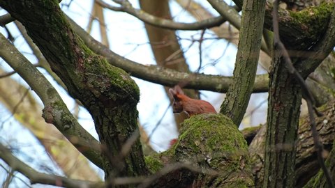 Common Red Squirrel Hiding in Tree Branches