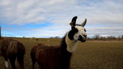 Kaliningrad, Russia, 11, February, 2021:
Black and white llama in an enclosure on a farm, llama close shot, llama begging for food