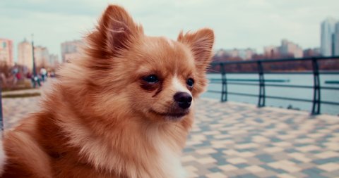 Pomeranian mini spitz dog looking on walking people in city park while sit on bench.
