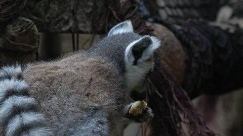 Ring-tailed lemur eating, close-up shot