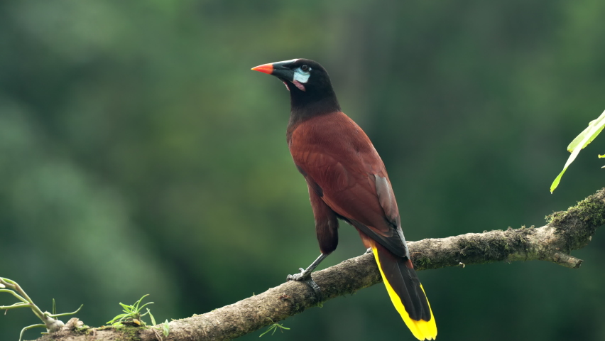 a rear view of a montezuma oropendola perched on a branch at boca tapada in costa rica Royalty-Free Stock Footage #1089645153