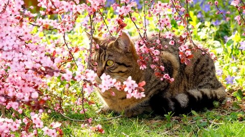 Cat in flowering branches. Gray tabby cat and pink flowering tree in the sunshine in the garden. Pets. Portrait of a cat in a blooming frame. High quality 4k footage