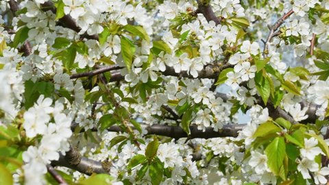 branches of a sweet cherry tree with white flowers. spring garden. the beauty of nature and plants. the fragrance of flowers.