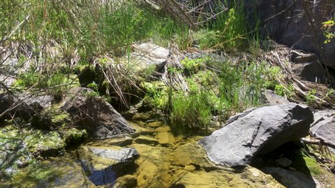 A rocky and mossy creek with flowing little waterfalls. Very cat tail grassy surroundings.