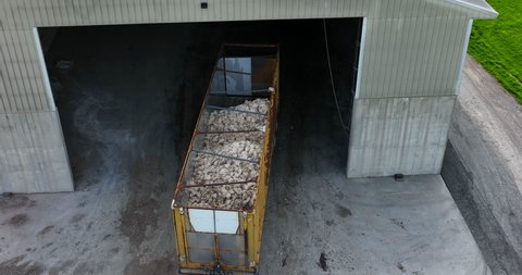 Dead chickens fill trailer. Avian flu aftermath at factory farm in USA. Birds to be destroyed, infected with deadly contagious virus H5N1 influenza.