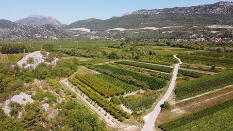 Wine Vineyards in Umcani, Split-Dalmatia, Croatia - Aerial