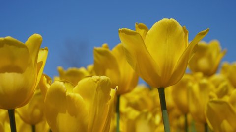 Spring season sunny day yellow tulips swaying in wind and blue sky, tulip festival nature themed background