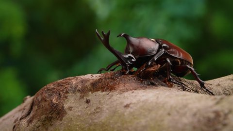 4K video of beetles licking sap.
