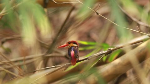 Oriental dwarf kingfisher (Ceyx erithaca) also known as the black-backed kingfisher or three-toed kingfisher 