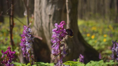 Bumblebee collects pollen on the flowers of Corydalis cava in the spring forest. Scenic footage of nature. Cinematic shot. Filmed in Full HD 1080p video. Slow motion clip 240 fps. Beauty of earth.
