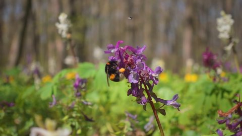 Bumblebee collects pollen on the flowers of Corydalis cava in the spring forest. Scenic footage of nature. Cinematic shot. Filmed in Full HD 1080p video. Slow motion clip 240 fps. Beauty of earth.