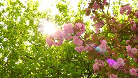Pink Cherry blossoms on the tree with sunbeams. Beautiful sakura flowers on a sunny day