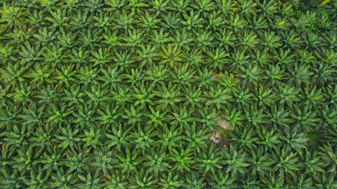 Aerial view Top-view Palm Oil Tree Plantation from above. Aerial 4K UHD birds eye view. Krabi, Thailand.