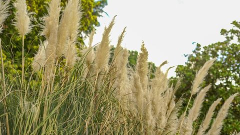 Pampas Grass in the garden as a ornamental plant