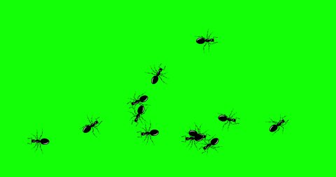 Black Ants. Swarm ants quickly crawls across green screen. Invasion of hordes ants. Ant movement trajectory in flat style, change of direction. Loop seamless background. 4K Video motion graphic animat