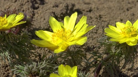 (Adonis vernalis) spring pheasant's, yellow pheasant's eye, disappearing early blooming in spring among the grass in the wild, the Red Book of Ukraine