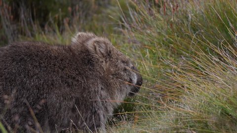 A wombat turns to sniff and continues to eat, near Cradle mountain