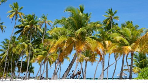 A bicycle stands in shade below a palm tree on a tropical island resort sandy beach, Maldives