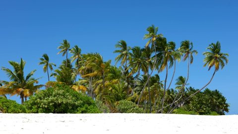 Desert island paradise scene. Coconut Palm trees and lush vegetation swaying in summer breeze