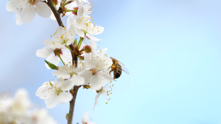 Slow Motion Flying Honey Bee Covered With Pollen Collecting Nectar From White Cherry Flower.  Royalty-Free Stock Footage #1089654267