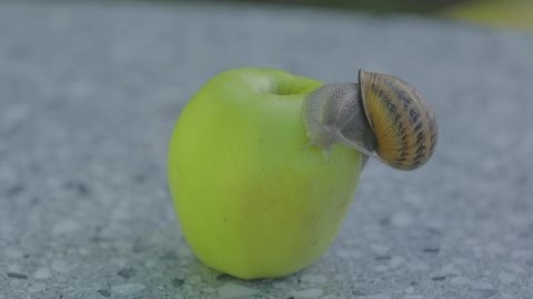 Snail on a green apple. Snail on an apple close-up. A snail is crawling over an apple.
