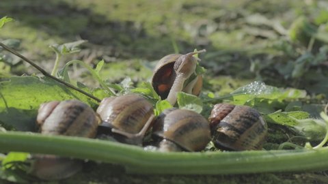 The snails are eating the stem. Snails in their natural environment. breeding snails in an ecologically clean environment
