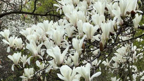 White magnolia flowers. Magnolia white spring blossom in garden. Beautiful magnolia tree.