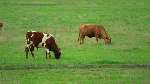 Cows. domestic cattle. natural milk. animal husbandry. cows graze in the meadow. agricultural industry. grass. wheat in the field. steak. bull